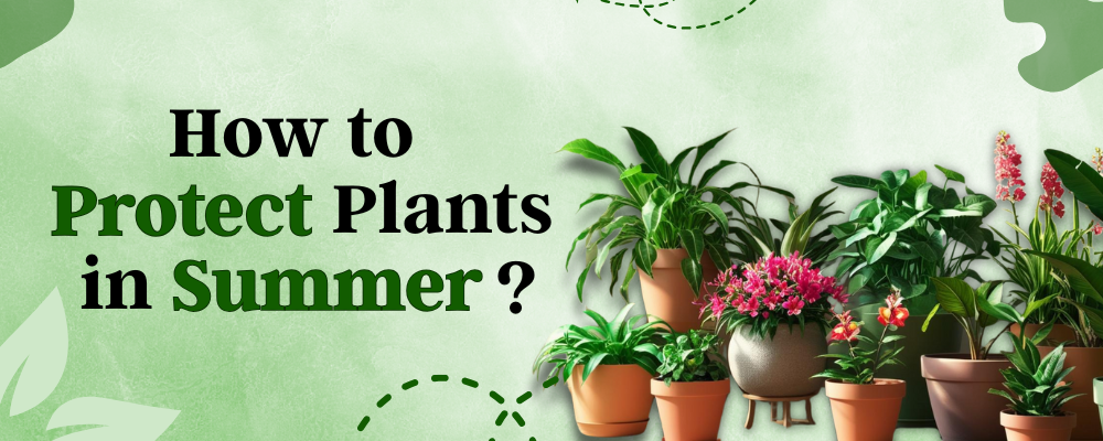  protect plants in summer